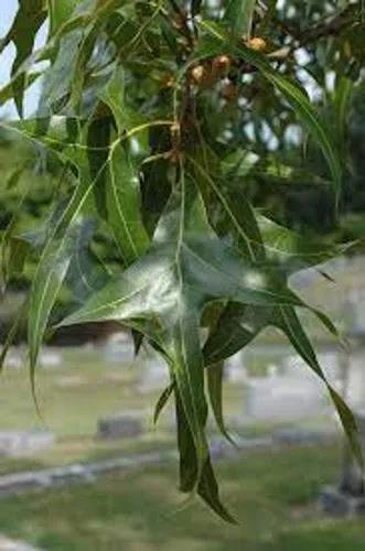 Turkey Oak