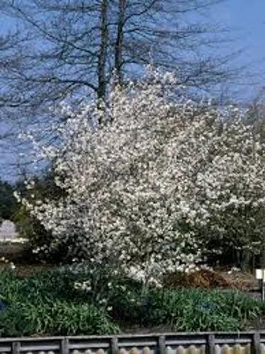 Allegheny Serviceberry