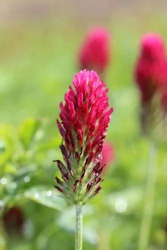 Crimson Clover