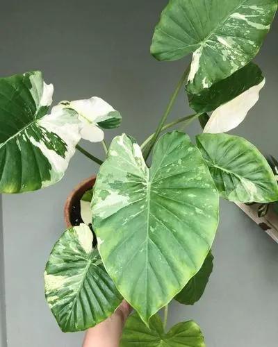 Variegated Alocasia