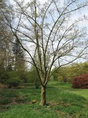 PèRe David'S Maple