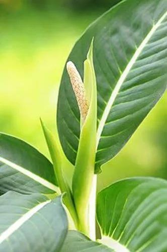 Dieffenbachia Nitidipetiolata