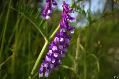 Vicia copetuda, Vicia vaca, Vicia pájaro, Vicia azul, Vicia boreal