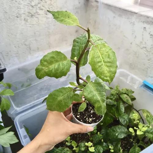 Longevity Spinach