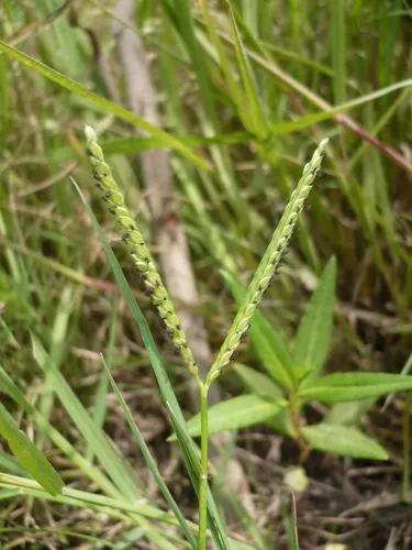 Couch Paspalum