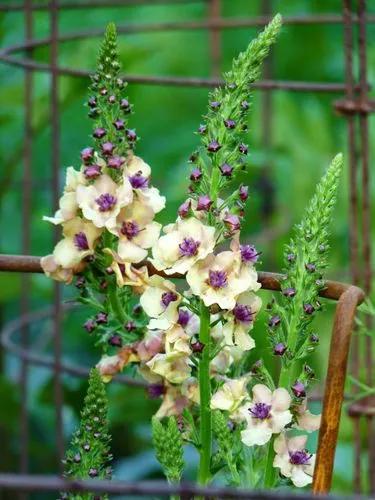 Verbascum Boerhavii