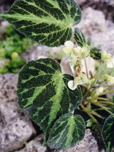 Begonia Imperialis