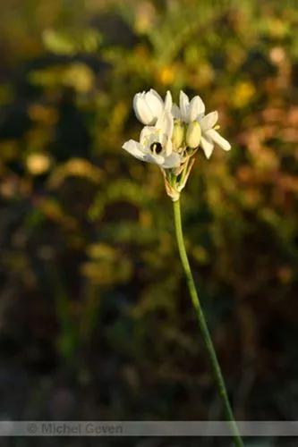 Arab'S Eye, Lesser Cape-Lily, Arabian Starflower.