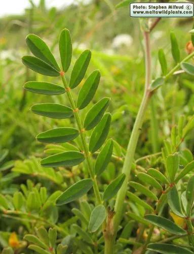 Many-Flowered Horseshoe Vetch