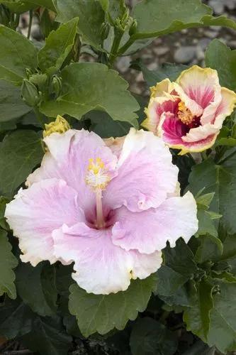 Cajun Hibiscus