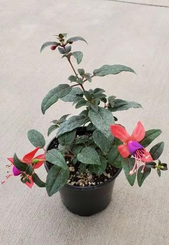 Fuchsia Bellinto