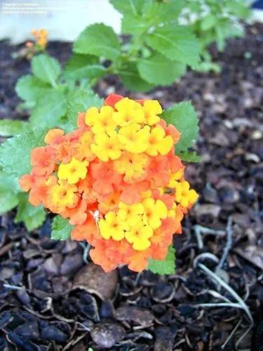 Lantana Horrida