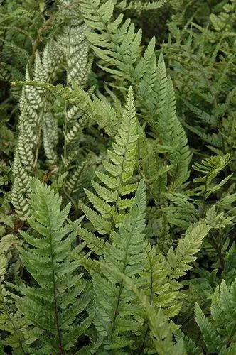 Korean rock fern