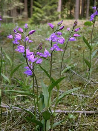 Cephalanthera Rubra