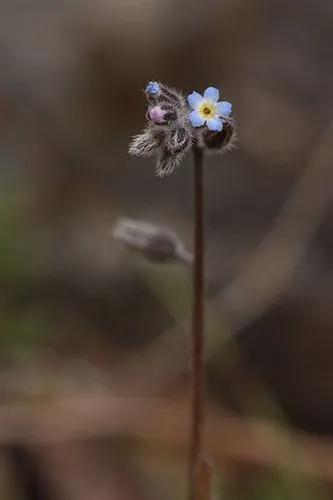 Forget-Me-Not