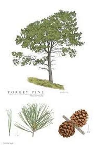 Torrey Pine