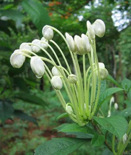 Clerodendrum Incisum