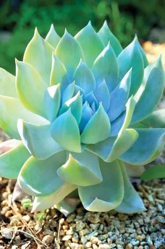 Giant Chalk Dudleya