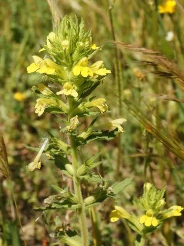 Yellow Bartsia