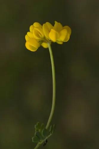 Coronilla Minima