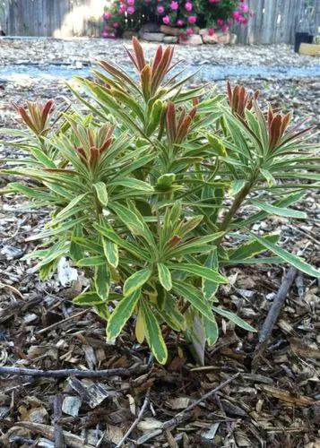 Ascot Rainbow Euphorbia