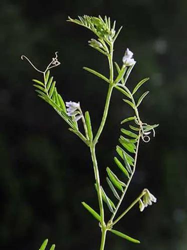 Hairy Tare,Hairy Vetch, Tiny Vetch