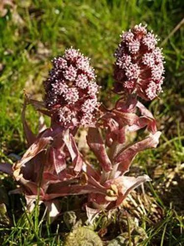 Butterbur