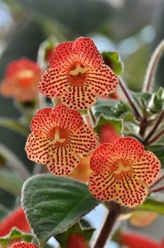 Kohleria