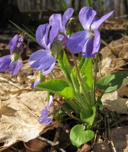 Hairy Violet