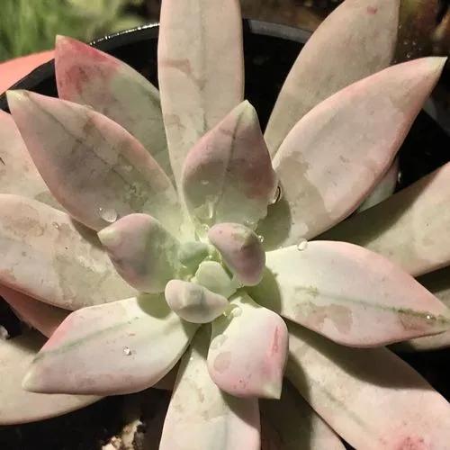 Echeveria Hookeril