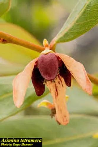 Four-Petal Pawpaw