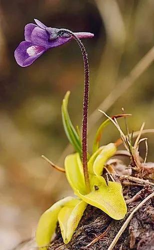 Pinguicula Vulgaris