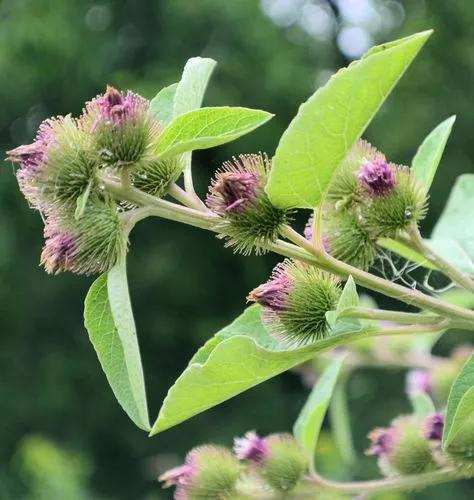 Common burdock