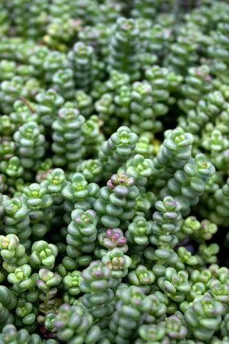 Sedum Old Man Bones