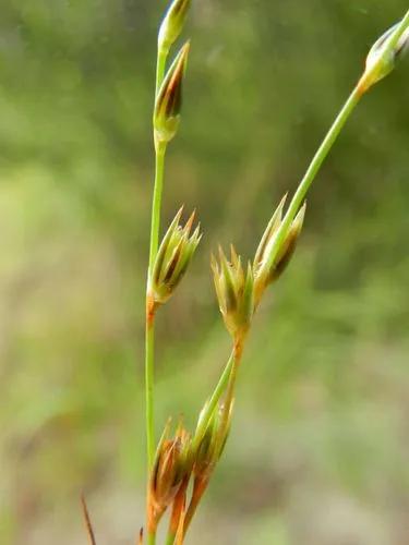 Juncus Foliosus