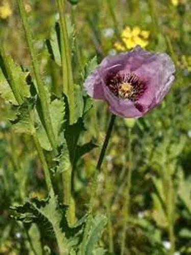 Papaver Setigerum