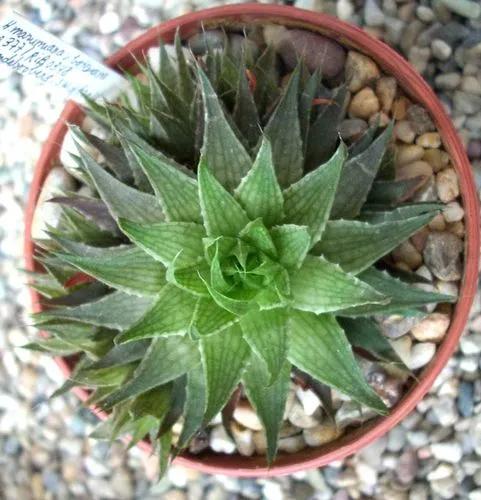 Haworthia Batesiana