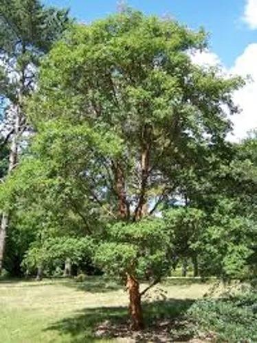 Paperbark Maple