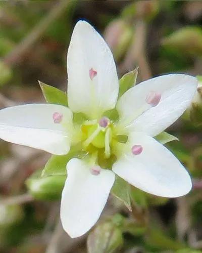 Minuartia Aurea