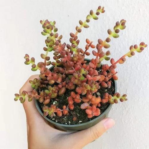 Mexican Sedum