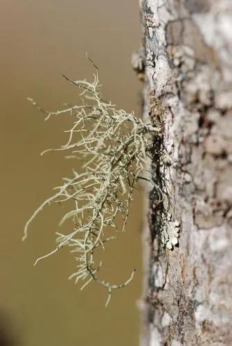 Red Beard Lichen