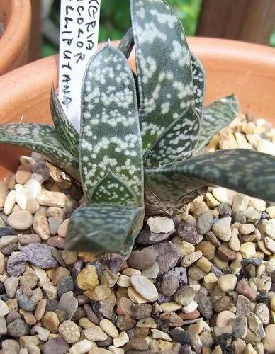 Gasteria Obliqua