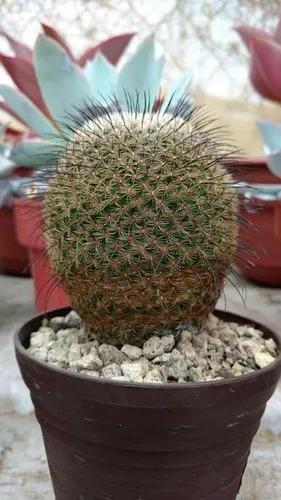 Mammillaria huitzilopochtli