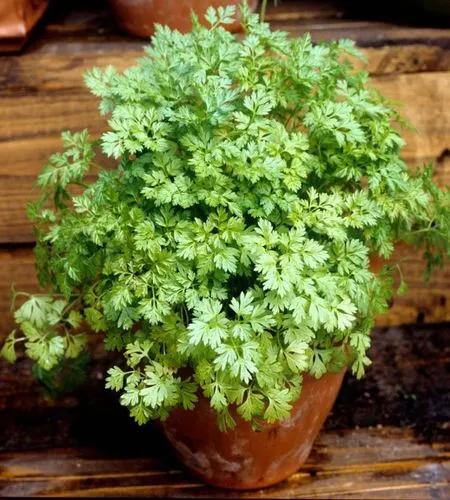 Chervil