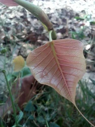 Punjab Fig