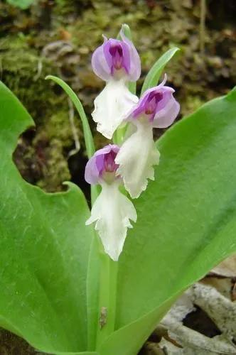 Showy Orchid