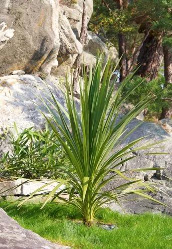 Dracaena Spikes