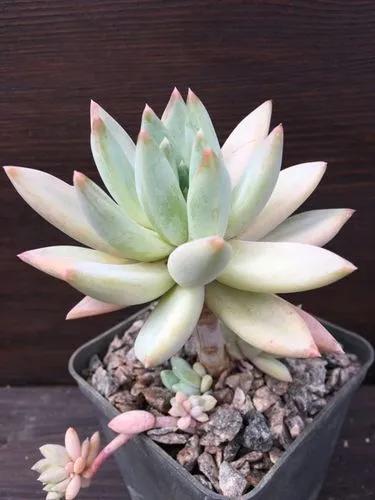 Pachyveria Glauca