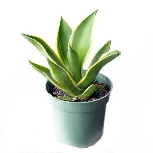 Agave mitis