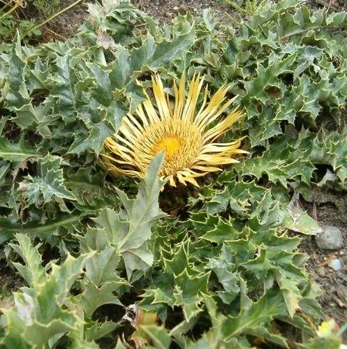 Carlina Acanthifolia